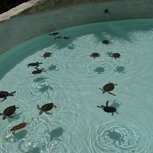 Green sea turtles for release