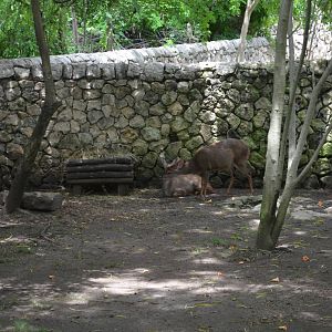Yucatan brocket deer (Mazama pandora)