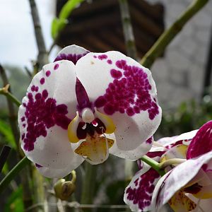 Orchids