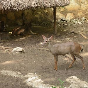 Yucatan brocket deer (Mazama Pandora)