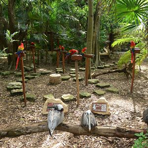 Birds, Scarlet macaws and Brown pelicans