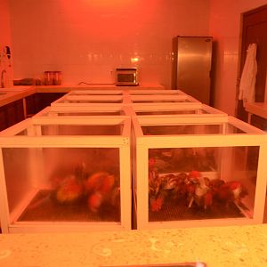 Hand-rearing (nursery) room