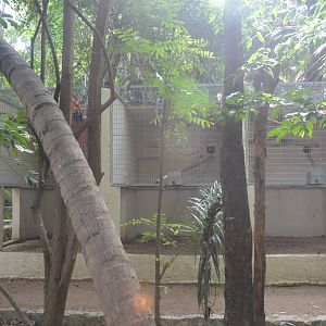 Scarlet Macaw breeding cages