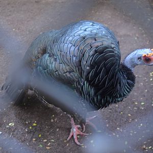 Ocellated Turkey