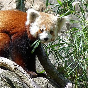 Rusty (Back on Exhibit)