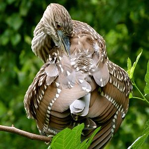 Juvenile Night Heron