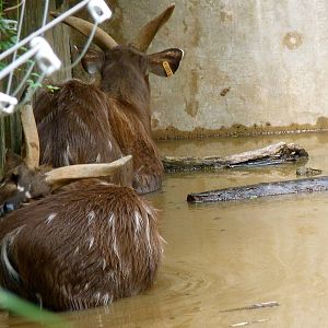 Sitatunga Make Use of "Swamp"