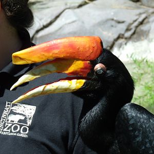 Rhinoceros Hornbill