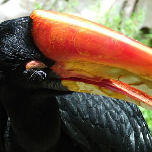 Rhinoceros Hornbill