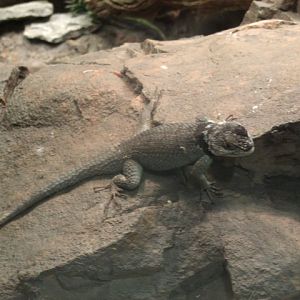 Blue Spiny Lizard