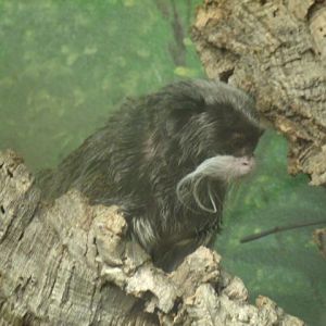 Bearded Emperor Tamarin