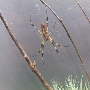 Florida Orb-Weaver