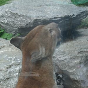 North American Mountain Lion