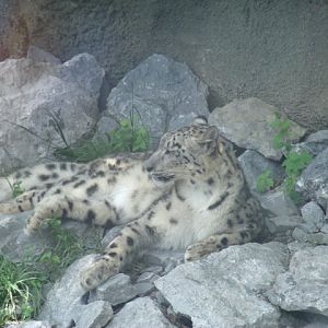 Snow Leopard