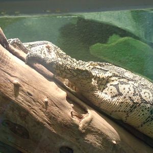 Ornate Monitor