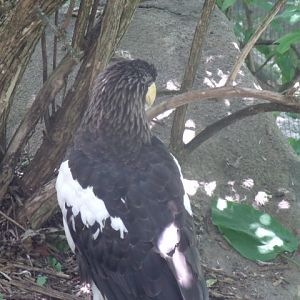 Steller's Sea Eagle