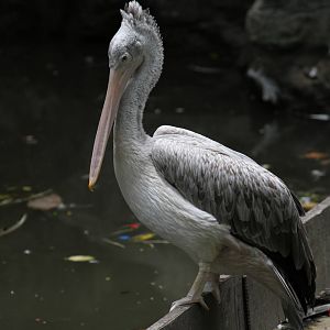 Pelican Species Help