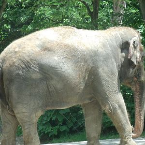 Malaysian Elephant