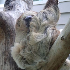 Linnaeus's Two-Toed Sloth