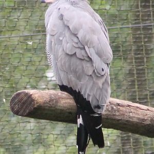 African Harrier Hawk