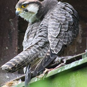 Lanner falcon
