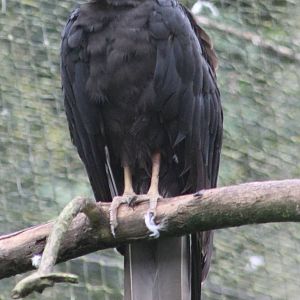 Little Yellow-headed vulture