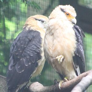 Yellow-headed caracaras