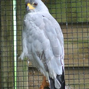 Pale Chanting Goshawk
