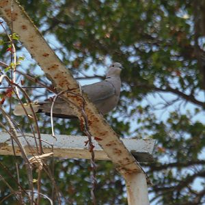 Collared dove