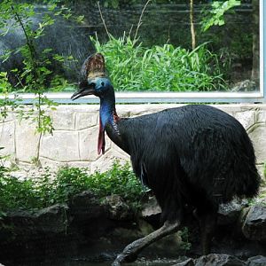 Southern_Cassowary