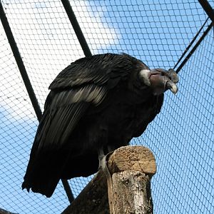 Andean_condor1