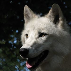 Artic_wolf