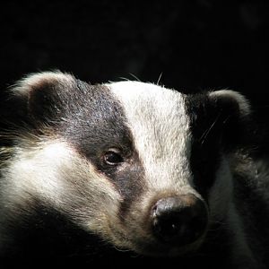 Badger