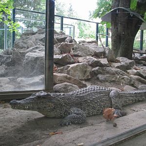 Cuban_crocodile