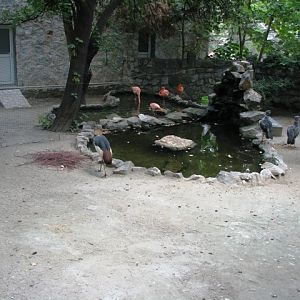 Cuban_flamingo_Grey_Crowned_Crane_and_Southern_Screamer