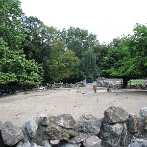 Elands_and_ostriches