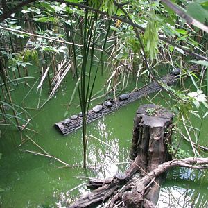 European_pond_turtle