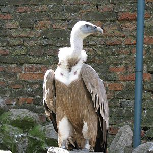 Griffon_Vulture2