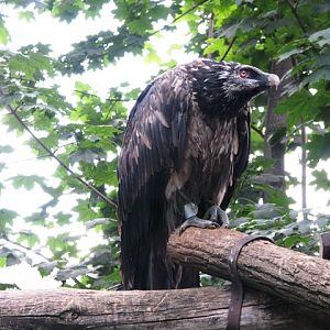 Young_bearded_Vulture