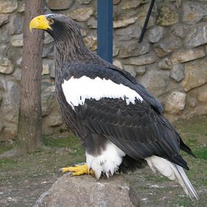 Steller_s_Sea_Eagle