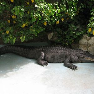 American_alligator_Muja_-_oldest_in_the_world_