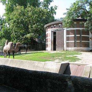 Bactrian_camels