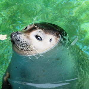 Common_seal