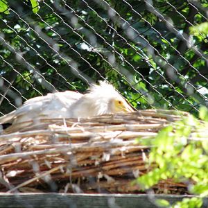 Egyptian_Vulture_nesting
