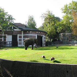 Elephant_enclosure