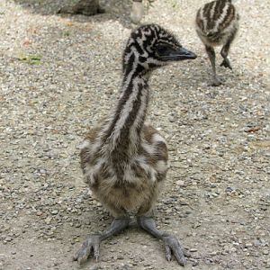 Emu_chick