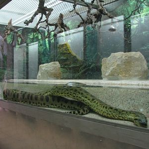 Green_anaconda