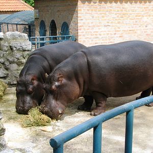 Hippos4