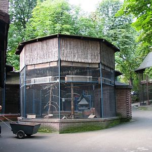 Nymph_parrots_other_birds