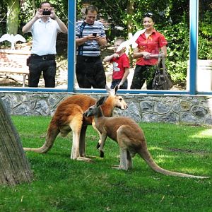 Red_kangaroo5